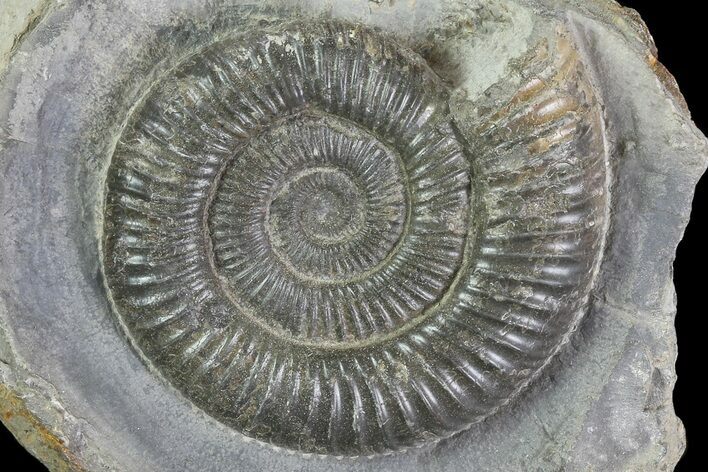 Dactylioceras Ammonite Fossil - England #84940